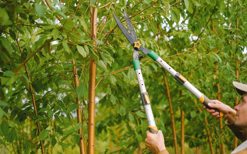 Tree trimming in Hartford, TN