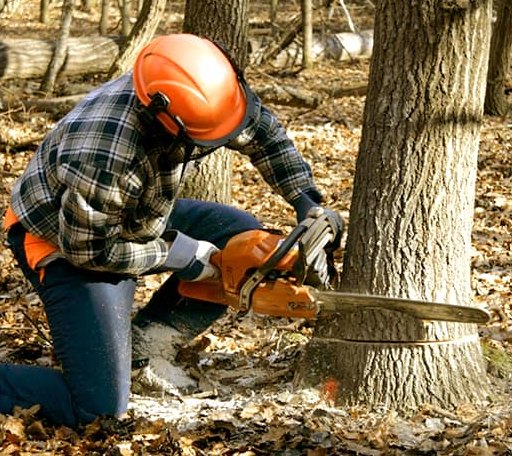 Tree Removal in Hartford, TN